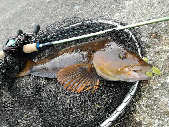 退屈知らずのアブラコ釣り！登別海岸での究極の釣り体験