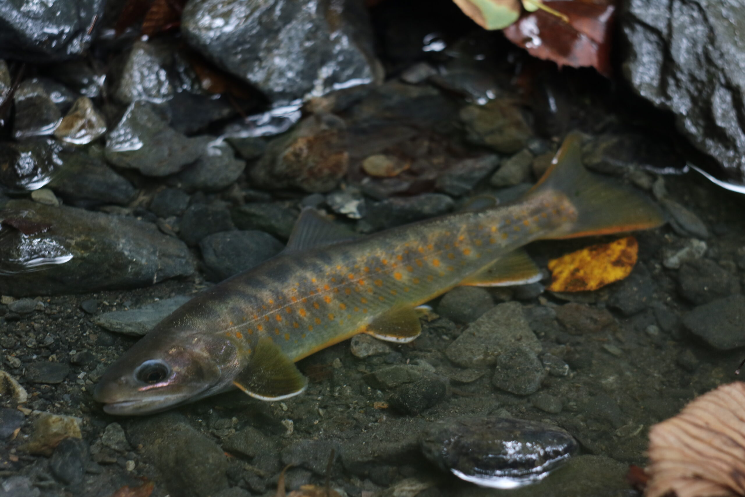 木曽川水系の渓流釣りポイントを徹底紹介！