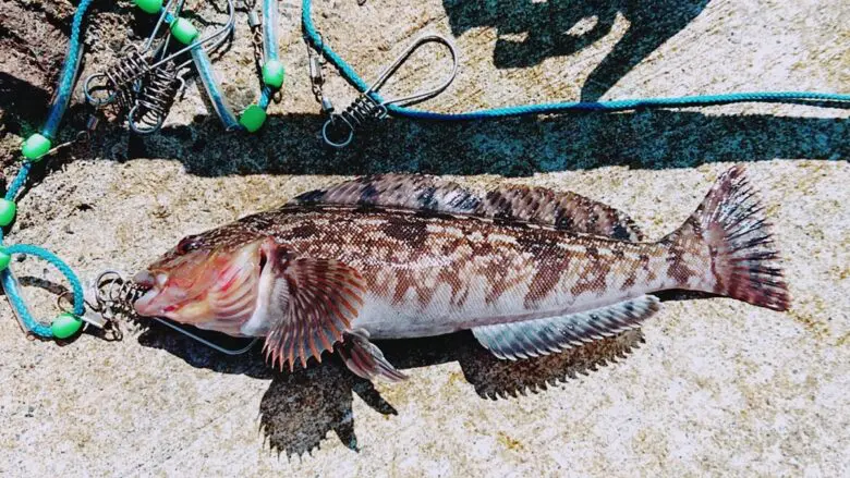 寒い冬でも狙える！アイナメ釣りのコツとおすすめワーム紹介