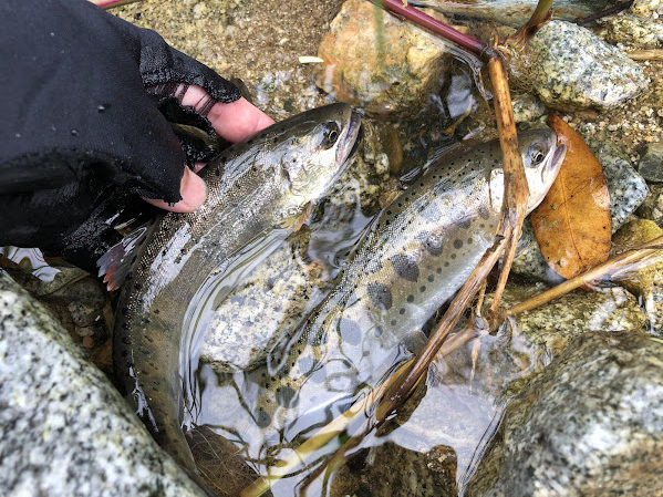 「釣りの達人が語る、渓流の女王ヤマメの魅力」