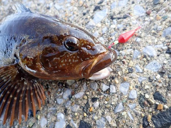 噴火湾漁港で全員安打！同行者全員が成功する快漁の秘訣とは？