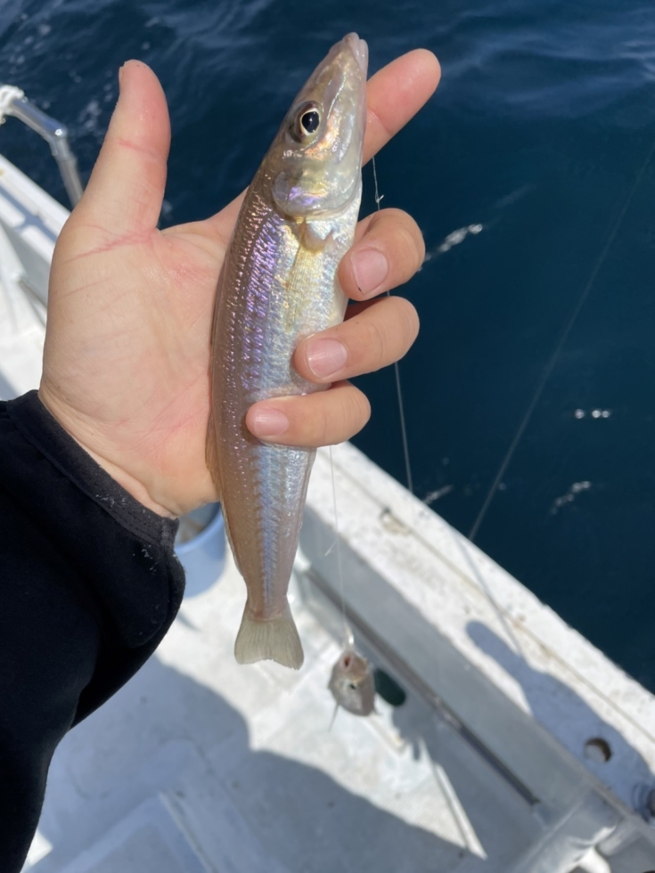 7月の夜釣りに挑戦！岸から釣れる美味しい魚5選