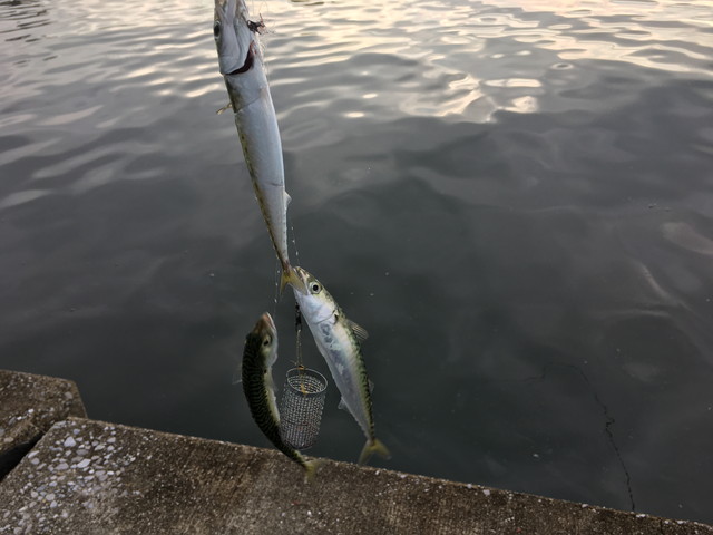 「夏休みに豆アジ釣り！舞鶴市白杉で親子楽しむ」