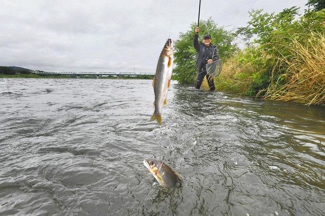 夏の風物詩、アユ釣りの解禁！心待ちにしていた釣り好きが集結