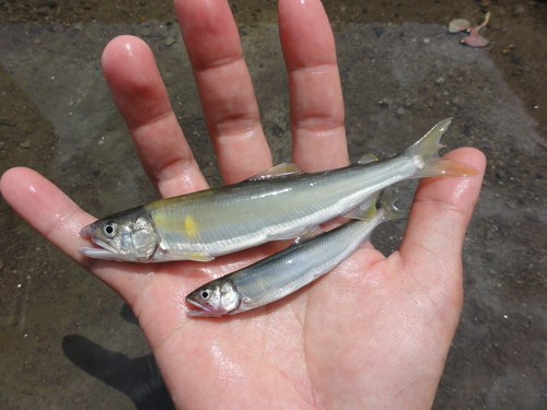 投げ釣りも楽しめる！琵琶湖本湖のコアユ釣りに挑戦する方法