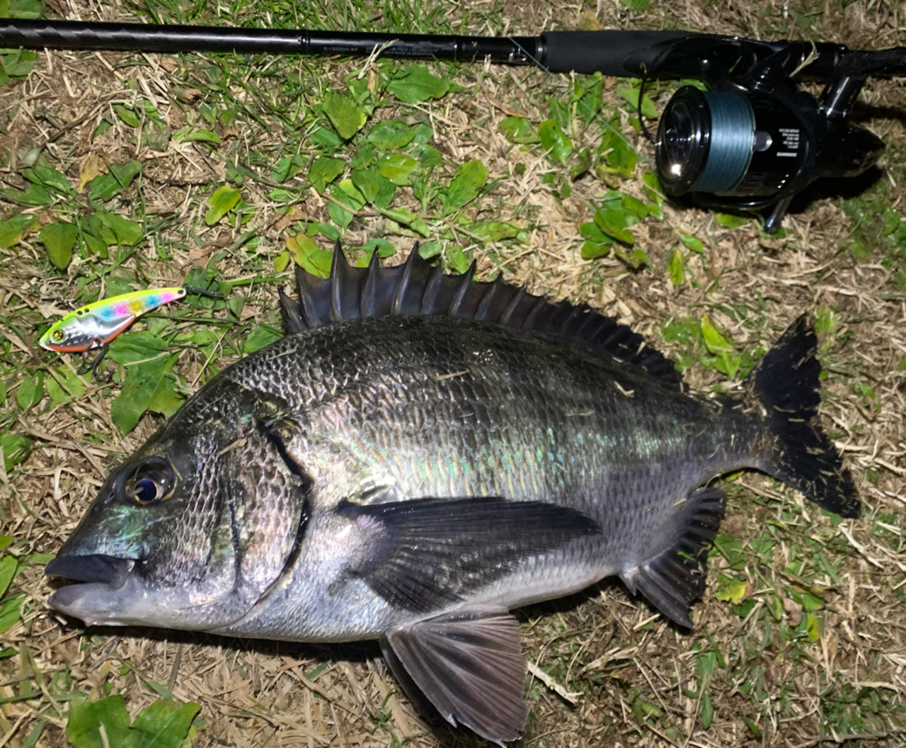 上天草で夜のウキ釣り！52cm大型チヌをゲットした興奮体験