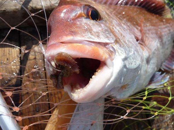 三重・愛知で注目の釣果！アオイソメを使ったミャク釣りで豊漁続々