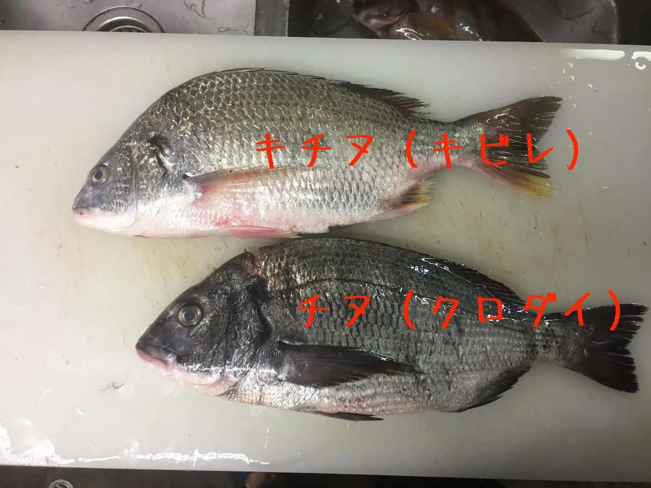 釣り人必見！チヌとキビレの見分け方がわかるアイテム紹介