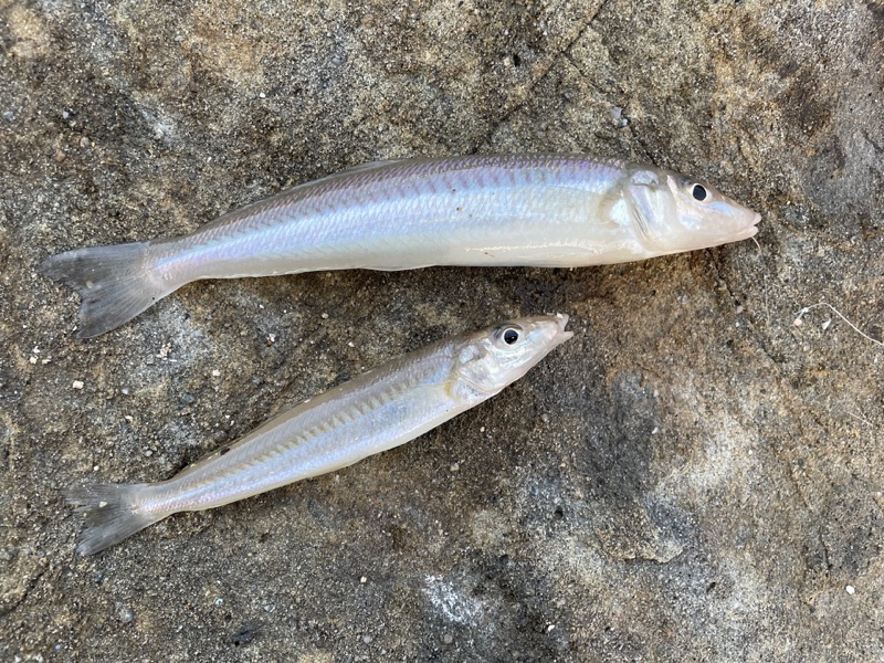 ちょい投げ釣りのコツや仕掛けを解説！キスが釣れるポイントとは