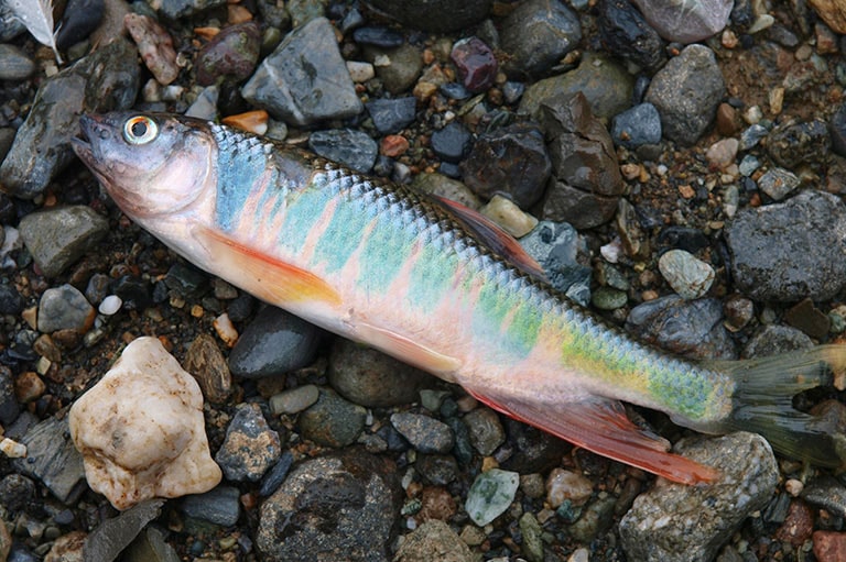 オイカワ釣りの醍醐味！夕マヅメに楽しむ流し毛バリの楽しみ方