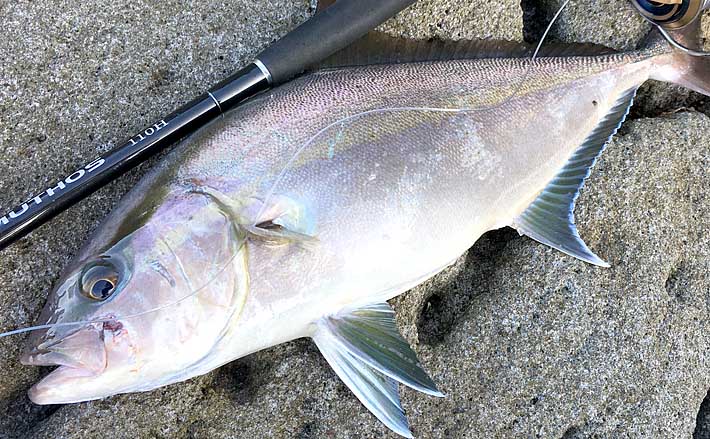 家族旅行の思い出に残る一コマ！東京の離島でのカンパチ釣り