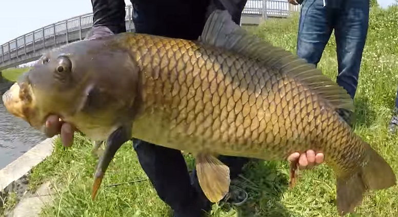 釣り好き必見！熱い鯉の吸い込み釣りに挑戦！