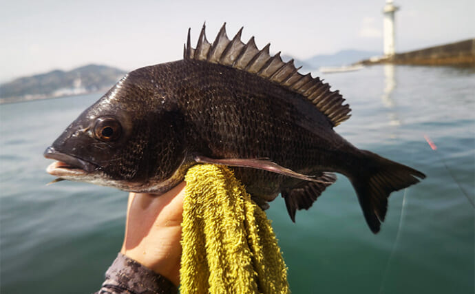 釣り速報！三重で楽しむダンゴ釣りのマダイとクロダイ事情