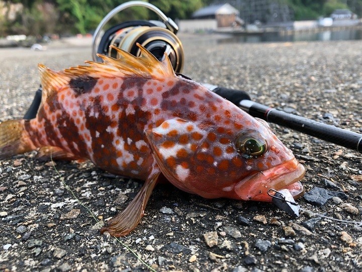 エギングロッド流用！ライトロック釣行の魅力と釣り方