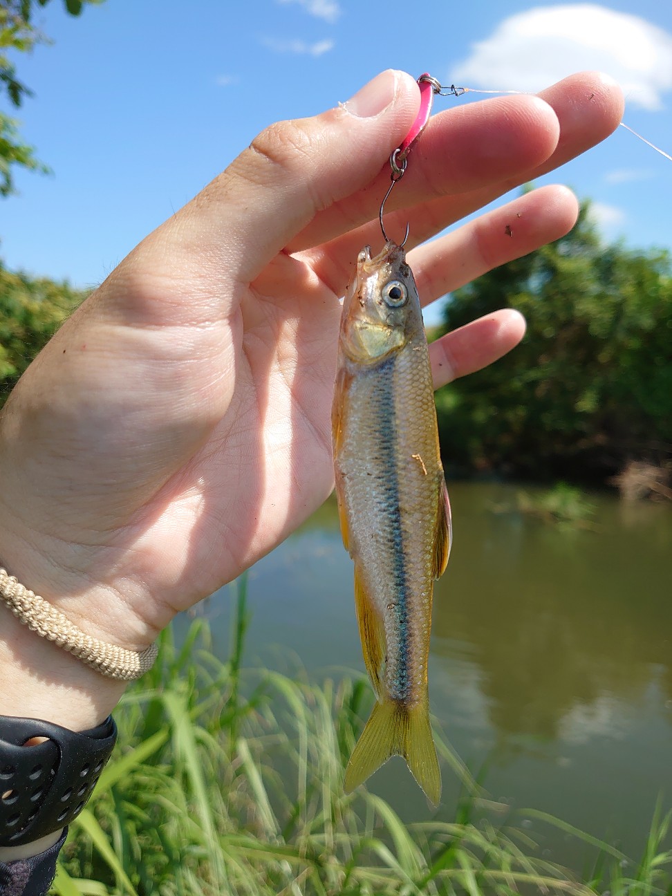 カワムツ釣り完全ガイド：ルアーで釣れる秘訣と動かし方のコツ