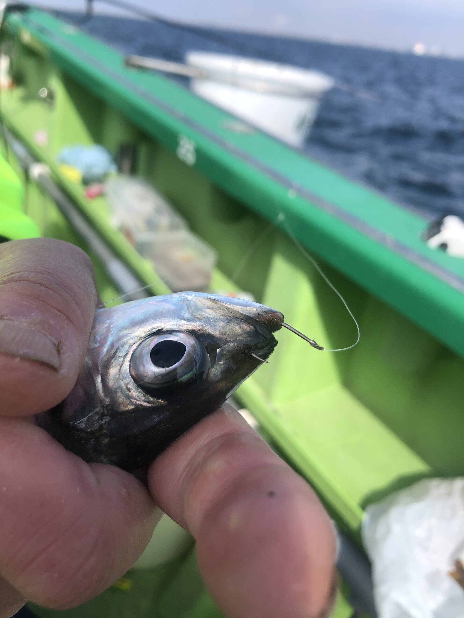 新安浦こうゆう丸でのアジ釣り体験！初心者でも楽しめる船上釣りの魅力とは？