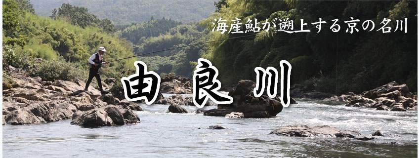 アユ釣りの黄金時代：由良川の過去20年で最高の天然遡上