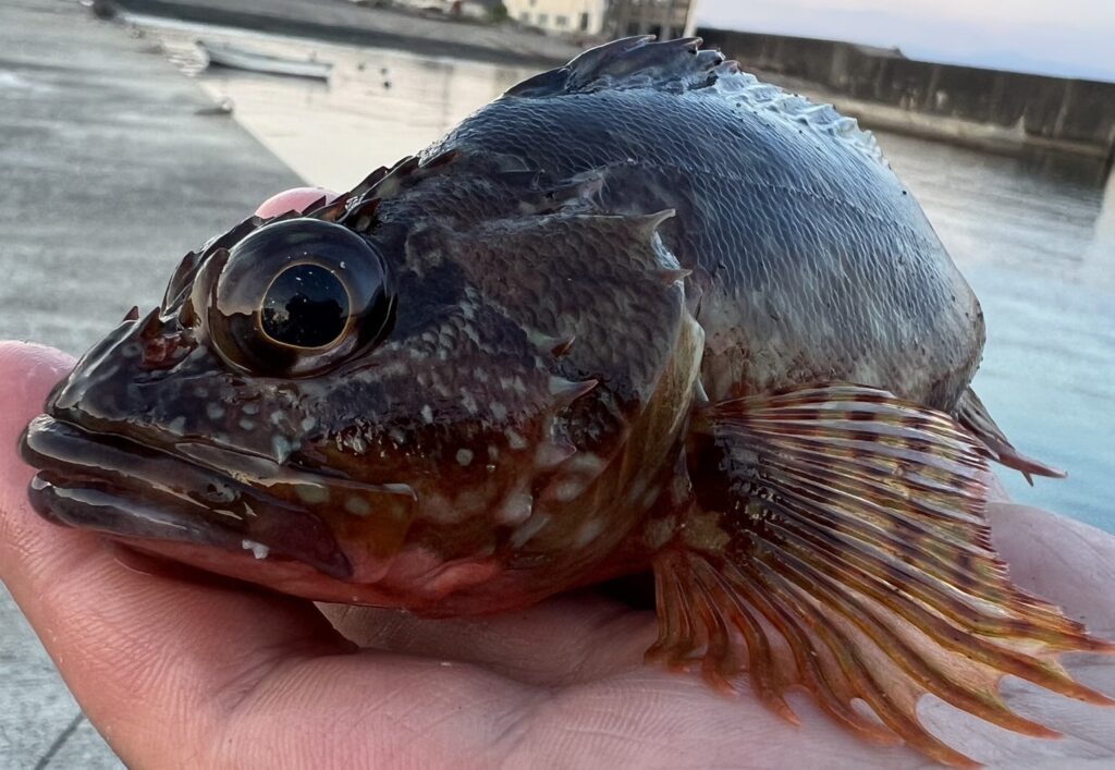 初心者歓迎！横須賀市の釣船「みのすけ丸」でカサゴ釣りに挑戦