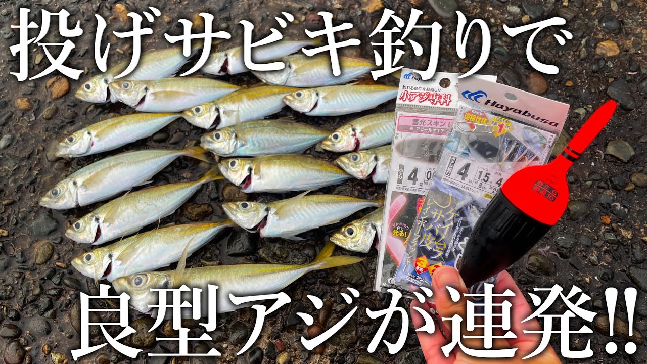 愛知・師崎港のサビキ釣りでアジが大漁！2時間で釣り上げた50匹の秘訣