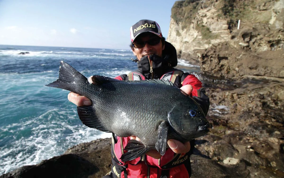 海苔エサを使ってメジナを釣ろう！釣り場で手軽に調達できる新感覚のエサとは？