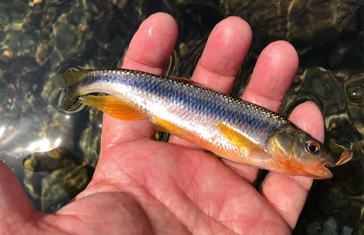 贅沢なひととき：近場川釣りでカワムツを狙う