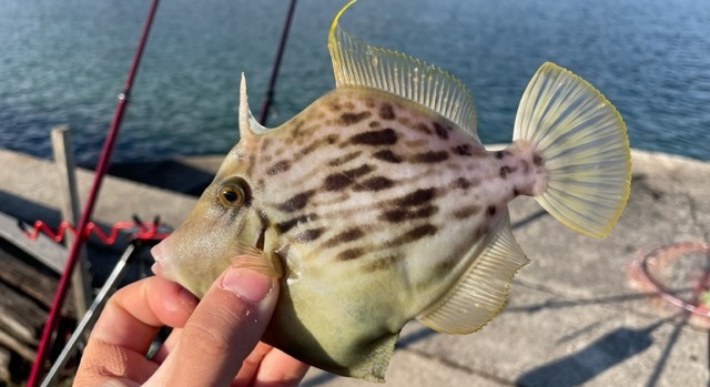 堤防から狙う！カワハギ釣りの釣果を倍増させる3つの秘訣