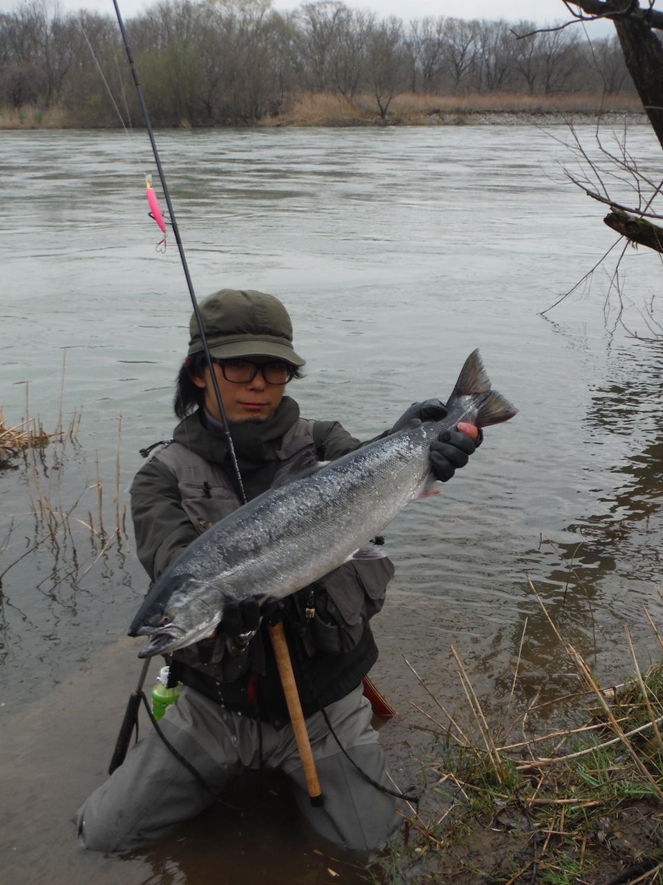 釣果じまん：米代川のサクラマスを狙え！