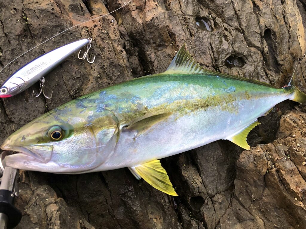 九州・鷹島沖の釣果速報：ヒラマサとヤズが大漁！